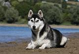 SIBERIAN HUSKY 674